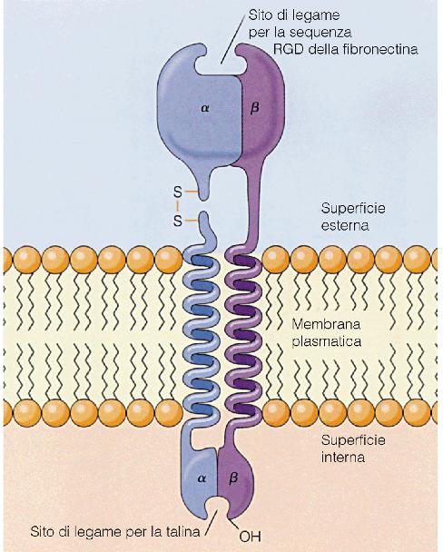 Modello di una integrina, il recettore cellulare per la fibronectina.
