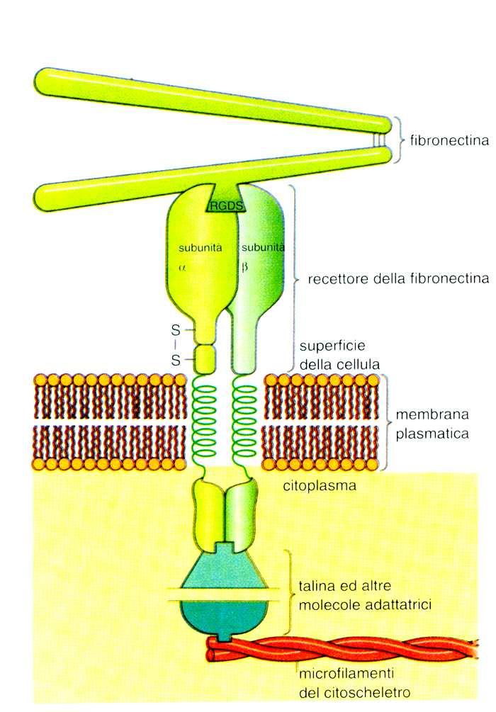 Modello dei complessi che si formano tra fibronectina, recettori integrinici e proteine intracellulari del