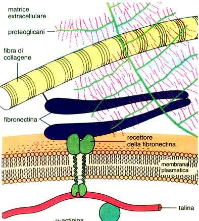 Grazie alla capacità della fibronectina di