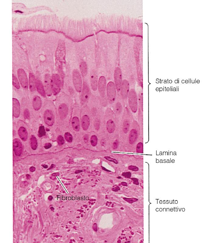 LE CELLULE DEGLI EPITELI DI RIVESTIMENTO (EPIDERMIDE, EPITELI INTESTINALI E DELL APPARATO RESPIRATORO), LE CELLULE MUSCOLARI, LE CELLULE ADIPOSE, LE CELLULE ENDOTELIALI DEI VASI SANGUIGNI,