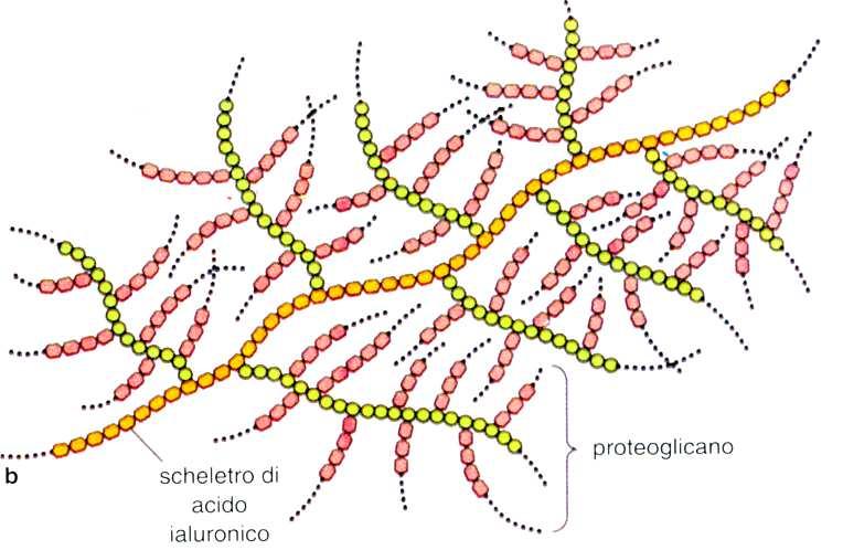 DI MOLECOLE DI PROTEOGLICANO SI POSSONO LEGARE AD UNA
