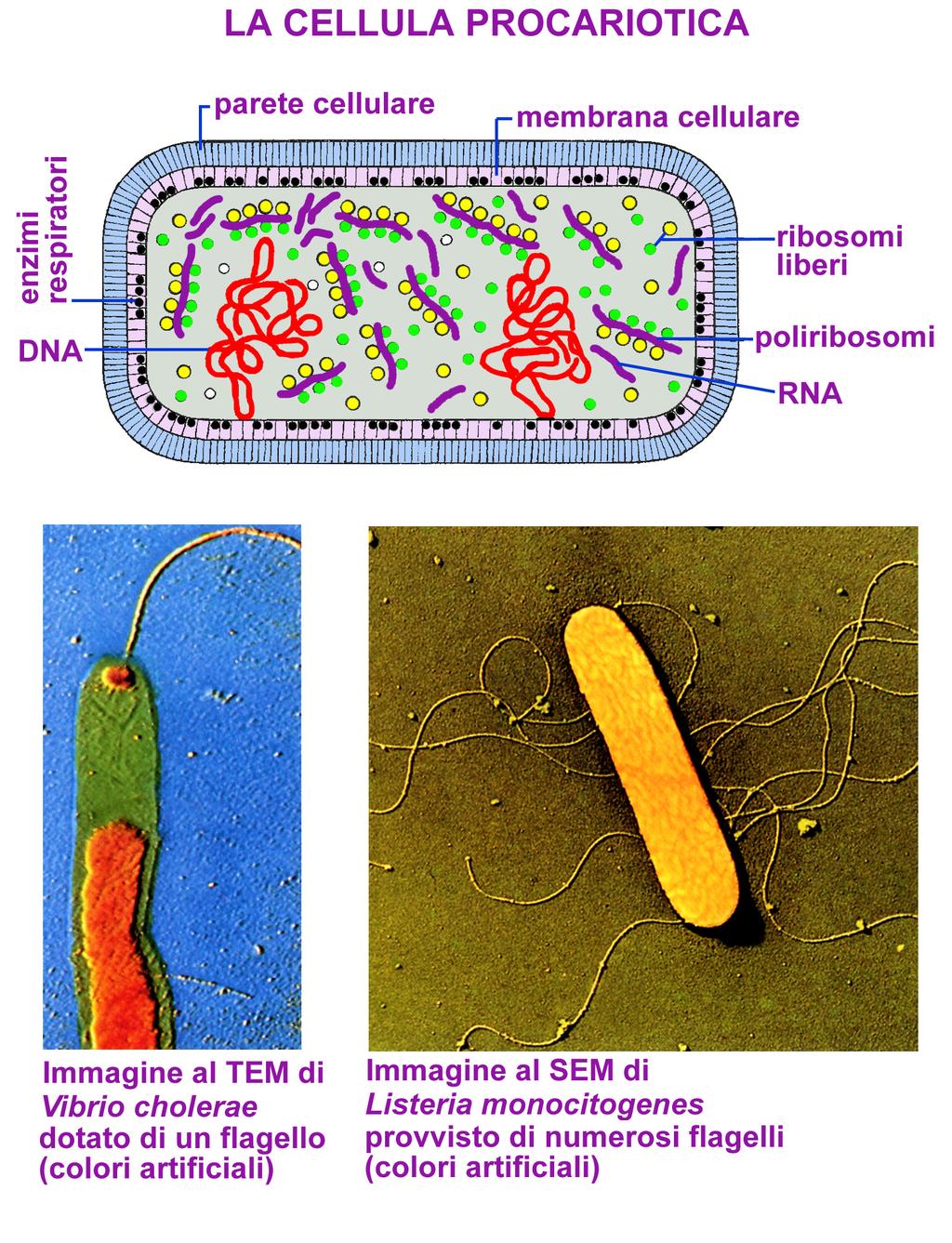 La maggior parte delle cellule di un organismo vengono continuamente ricambiate.