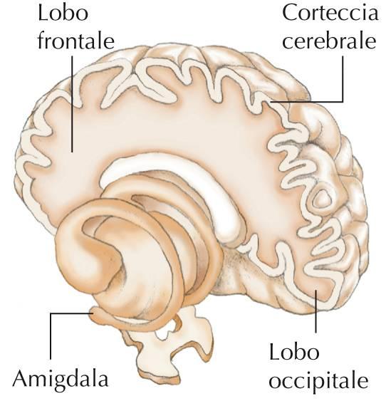 Fisiologia delle emozioni (LeDoux, 2000) L amigdala si trova tra i due lobi temporali posti ai lati dell encefalo.