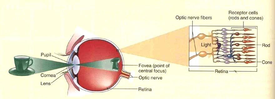Rapporto tra figura e sfondo L'occhio riceve lo stimolo esterno luminoso che, passando attraverso il cristallino, forma sulla retina l'immagine capovolta.