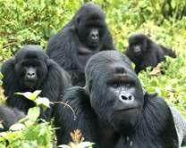 Fra i mammiferi compaiono diverse specie di primati, fra cui colobi, scimpanzé e gorilla di montagna (Gorilla beringei beringei).