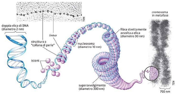 Epigenetica: meccanismi molecolari che
