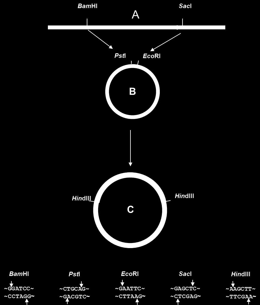 9. Progettare due adaptor per clonare in maniera direzionata il frammento A nel vettore plasmidico B.