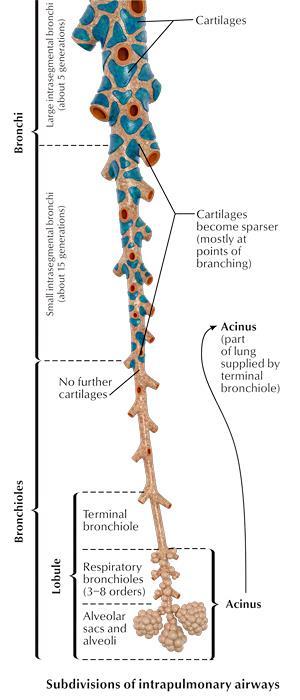 Resistenza vie aeree 40% Vie aeree inferiori 40% Trachea 40% Bronchi 20% Bronchioli I bronchioli hanno tutti lo stesso diametro.