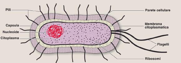 STUTTURA DI UNA CELLULA PROCARIOTICA Capsula: involucro di protezione e adesione alle superfici Parete cellulare: rivestimento rigido di protezione e sostegno; consente il mantenimento della forma