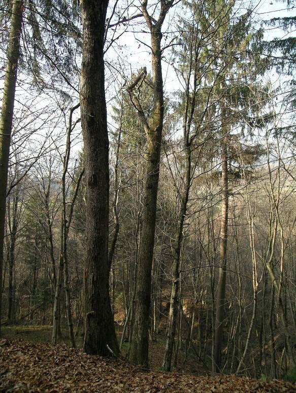 Figura 17. Foreste di Castanea sativa (Habitat 9260) nella zona di Altin.