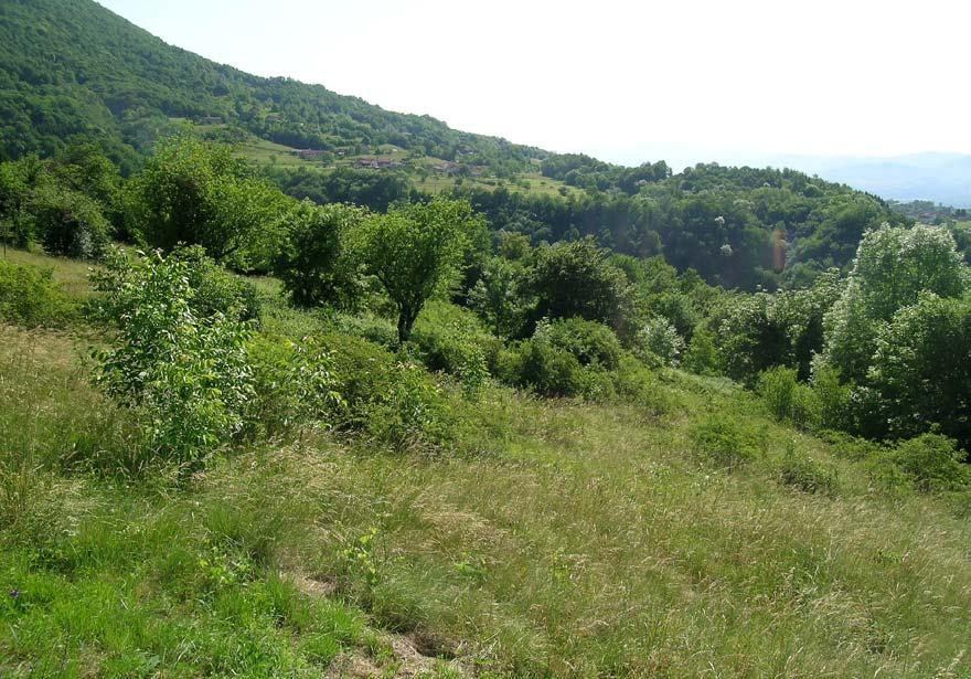 soprattutto di alcune rilevanti stazioni floristiche.