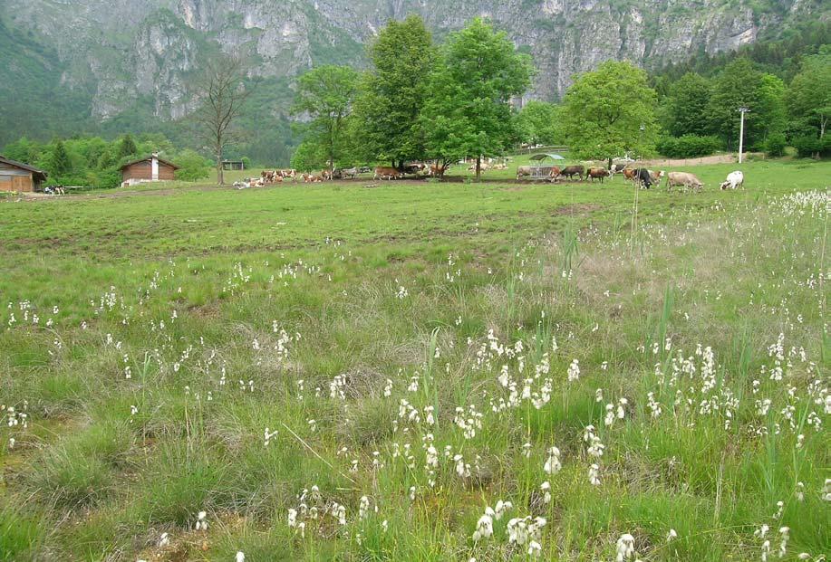 perdita di diversità floristica. Il piano incentiva la riduzione dell apporto di concimi favorendo le letamazioni alle liquamazioni.