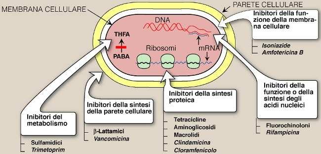 Antibiotici: target specifici Microrganismi: meccanismi di