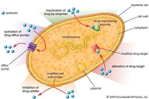 enzima (proteina) Sistema attivo di trasporto Modifica del