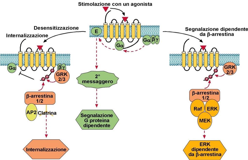 Le 3 possibili serie di eventi successive all attivazione di recettori 7TMR da parte del