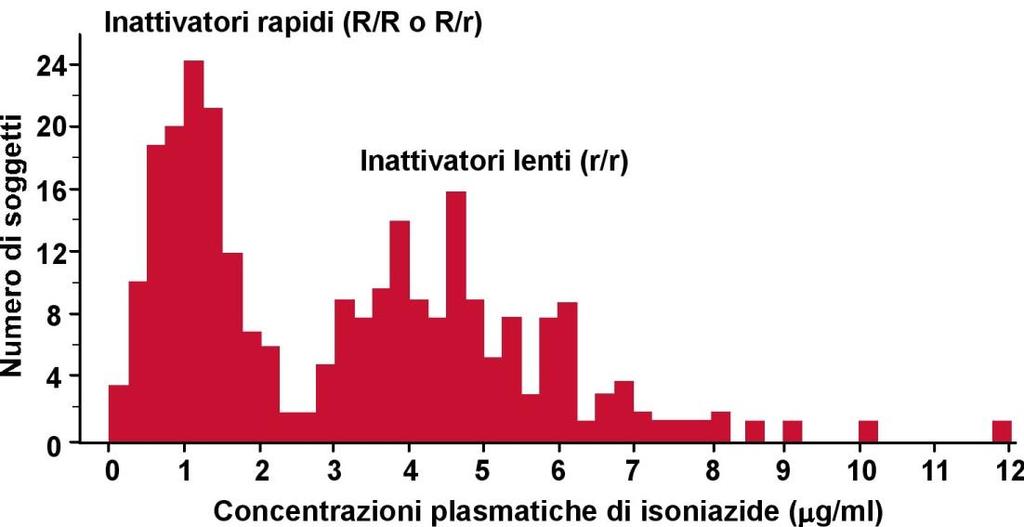 Concentrazioni plasmatiche di isoniazide determinate 6 ore dopo la somministrazione orale