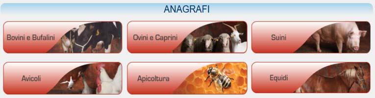 Gli indicatori già disponibili Indicatori per territorio e specie sul livello di implementazione dell Anagrafe report periodici alle regioni inviati dal Ministero Misure di riepilogo per allevamento,