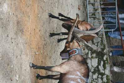 Lettry Marino St. Denis 2º Bagnod Emma Challand St. A. 3º Presenza di 396 CAPRINI 179 OVINI Totale animali 575 Presenza di 336 allevatori Specie ovina razze presenti : Rosset (autoctona) in concorso.