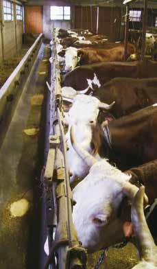Elevage Vallée d Aoste 19 SCHEDA TECNICA DELL AZIENDA MEYNET GIULIA Bovini 35 vacche da latte di razza pezzata rossa 25 tra manzetti e manze Scheda Produttiva: Circa 18 litri al giorno Tenori
