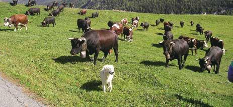 Possono beneficiare di tale misura, prevista in euro 50,00 per capo di età superiore ai 12 mesi, i proprietari di allevamenti bovini che alla data del 31 maggio 2010 non detenevano capi IBR\ positivi.