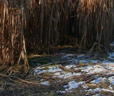 stabilità produttiva; Bassa suscettibilità a patogeni; Riducono i rischi di erosione;