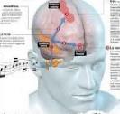 GARDNER: Intelligenza musicale Il controllo delle