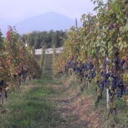 "irriducibili", grazie al recente riconoscimento questa varietà incontra un rinnovato interesse che si è concretizzato, tra l' altro, nella messa a dimora di nuovi vigneti.