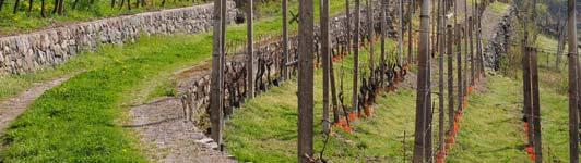 Distese di meleti e boschi attorno ai piccoli vigneti, erba e fiori tra i filari. GAIERHOF - ROVERÉ DELLA LUNA TRENTINO D.O.C.