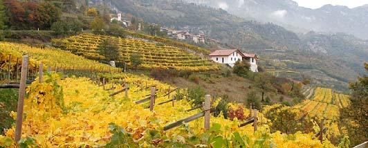 MULLER THURGAU FUORI STANDARD 2016 Vigneto a Monte Terlago in Valle dei Laghi a 780 m. VIGNETI DELLE DOLOMITI I.G.T. KERNER 2016 Vigneto a Monte Terlago in Valle dei Laghi a 780 m.