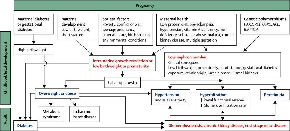 Factors affecting developmental programming of hypertension and kidney disease. Valerie A Luyckx, et Al.