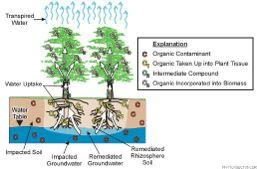1. Fitotrasformazione Le sostanze organiche possono essere adsorbite