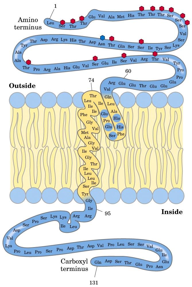 LE PROTEINE INTEGRALI Le proteine integrali (intrinseche) sono immerse nella struttura della membrana e possono anche estendersi