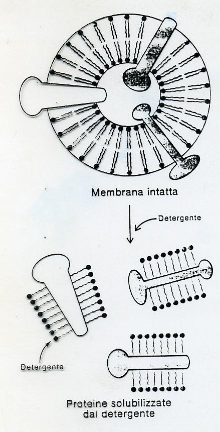 LA SOLUBILIZZAZIONE DELLE PROTEINE INTEGRALI CON L AGGIUNTA DI UN DETERGENTE Le caratteristiche di un buon detergente: deve dissociare la proteina dagli altri