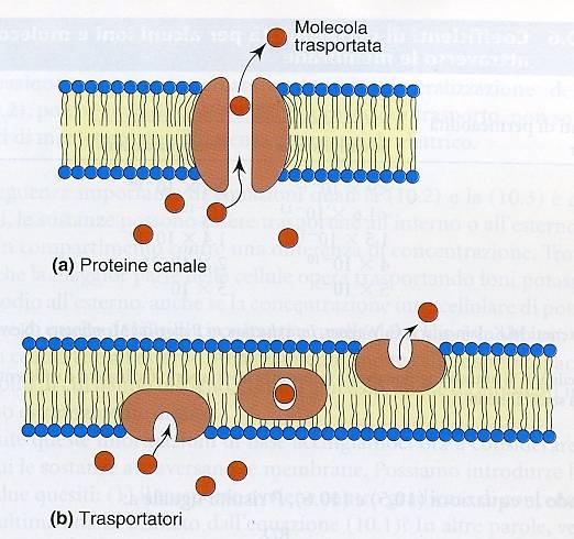 IL TRASPORTO FACILITATO Il trasporto attraverso canali o trasportatori può