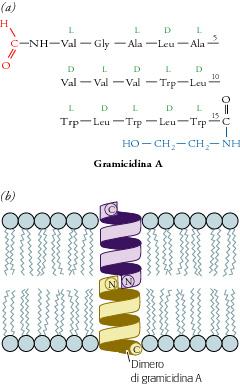 LA GRAMICIDINA A FUNZIONA COME UN CANALE IONICO Due molecole di