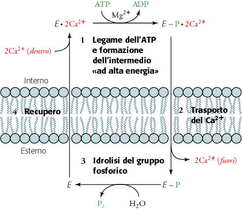 LA POMPA Ca 2+ -ATPasi Schema per il trasporto