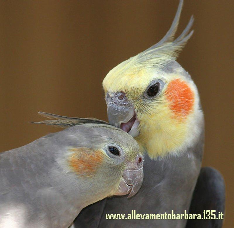 Calopsiti, Calopsitti, Calopsite, Calopsita... allevate a mano o allevate con la loro mamma se ne trovano in tutti i negozi di animali ma, conosciamoli meglio perchè in giro c'e' un po' di confusione.