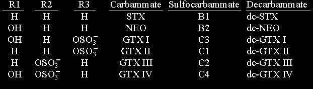 PSP Struttura