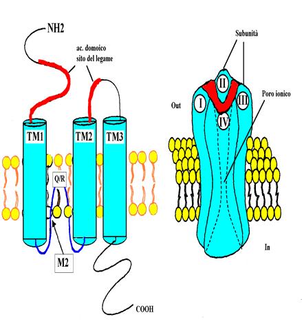 ASP Tossicità umana Effetto acuto disturbi gastrointestinali, diarrea, nausea, vomito, dolori addominali, perdita della memoria breve (60-110 mg di AD) e sintomi neurologici più gravi con dosi di