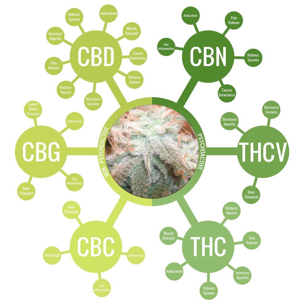 Fitocannabinoidi Chemoterapia Radio-terapia AIDS Sclerosi multipla Il tetraidrocannabinolo (THC), il principale principio psicoattivo estratto dalla Cannabis indica, è attualmente impiegato come