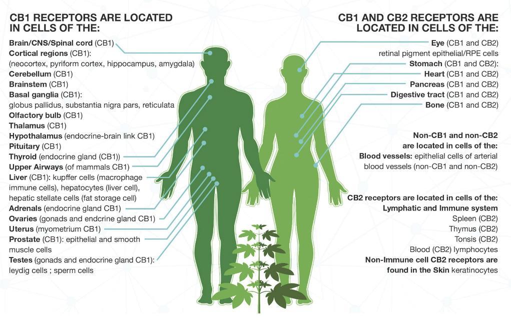 Distribuzione del Sistema Endocannabinoide Il sistema ecb è ubiquitariamente distribuito nel corpo, con i recettori CB 1 prevalentemente espressi nel