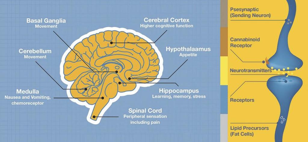 Funzione Neuromodulatoria del Recettore CB 1 Il CB 1 è il recettore più abbondante nel cervello Il CB 1 è responsabile degli effetti psicotropici del THC, nonché della sua attività