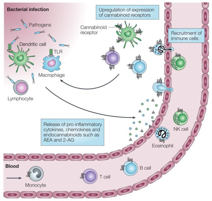 citochine, aumenta l attività di fagocitosi e la chemotassi di macrofagi e di altre cellule