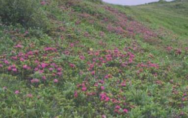 gaultherioides), Rhododendron ferrugineum, Juniperus nana, Arctostaphylos uva-ursi, Empetrum hermaphroditum, Calluna vulgaris, Vaccinium vitis-idaea, V.