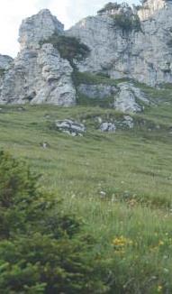 Natura 2000: 6410 Struttura ed ecologia della vegetazione L habitat è identificato da formazioni erbacee secondarie con copertura costituita da specie perenni tra cui domina la poacea Molinia