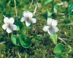 Pag. 49 di Praterie con Molinia su terreni calcarei, torbosi o argilloso-limosi (Molinion coeruleae) Cod.