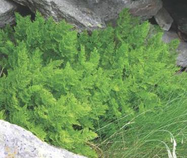 Pag. 51 di Ghiaioni silicei dei piani montano fino a nivale (Androsacetalia alpinae e Galeopsietalia ladani) Cod.