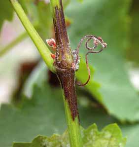 Avversità delle pinte Grfio - Prov : perentule di foglie olpite d peronospor 7 d d Foglie olpite (%) Dithne DG/Curzte R Dithne DG/Srmox Idrolu -- Dithne DG/Net-Rm Dithne DG/Net-Rm Dithne