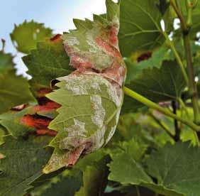 Avversità delle pinte Grfio - Prov : perentule di foglie olpite d peronospor Foglie olpite (%) 7 Curzte R Srmox Idrolu Net-Rm. g/h Net-Rm.