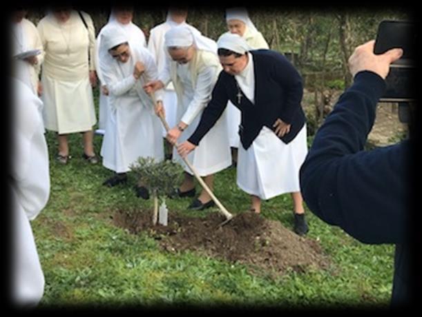 alberello d ulivo, pregando e